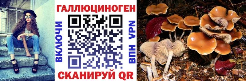 Псилоцибиновые грибы Psilocybe  Черногорск 